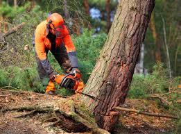 Why Choose Our Tree Removal Services in Bostonia, CA?