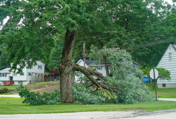 Reliable Bostonia, CA  Tree Services Solutions